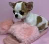 Photo №1. chihuahua - for sale in the city of Sorrento | 300$ | Announcement № 53079