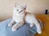Photo №1. british shorthair - for sale in the city of Роттердам | 426$ | Announcement № 13826