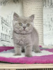 Photo №1. british shorthair - for sale in the city of Butzbach | Is free | Announcement № 121665