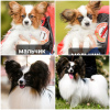 Photo №1. papillon dog - for sale in the city of Гродна | 1000$ | Announcement № 43378