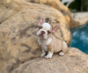 Photo №2 to announcement № 51131 for the sale of french bulldog - buy in Finland private announcement