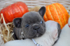 Photo №3. French Bulldog puppies for adoption. United States