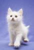 Additional photos: Funny kittens Vesnushkin and Kroshka are looking for a home!