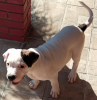 Photo №2 to announcement № 15575 for the sale of american bulldog - buy in Russian Federation from nursery