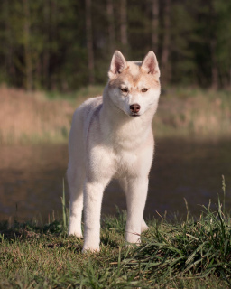 Photo №4. I will sell siberian husky in the city of Bryansk. from nursery - price - negotiated
