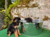 Photo №1. german shepherd - for sale in the city of Ulm | 423$ | Announcement № 118736