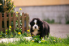 Photo №1. bernese mountain dog - for sale in the city of Москва | 817$ | Announcement № 10597