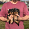 Photo №3. Loving Yorkshire Terrier. Germany