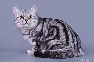 Photo №1. british shorthair - for sale in the city of Yaroslavl | negotiated | Announcement № 6133