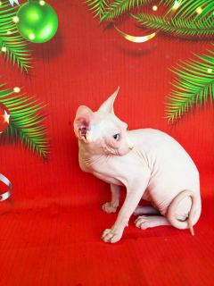 Photo №3. White blue-eyed kitty. Russian Federation