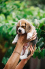 Photo №1. beagle - for sale in the city of Los Angeles | 450$ | Announcement № 84063