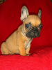 Photo №1. french bulldog - for sale in the city of Rostov-on-Don | 267$ | Announcement № 7641