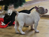 Photo №1. american bully - for sale in the city of Belgrade | negotiated | Announcement № 85495