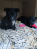 Photo №3. Puppies need a home!. Russian Federation
