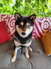 Additional photos: Shiba Inu puppies for breeding and family