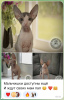 Photo №1. donskoy cat - for sale in the city of Novosibirsk | negotiated | Announcement № 57883