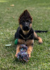 Photo №1. german shepherd - for sale in the city of Киль | 528$ | Announcement № 106096