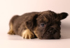 Photo №2 to announcement № 84655 for the sale of french bulldog - buy in Russian Federation breeder