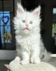 Photo №1. maine coon - for sale in the city of Berlin | 370$ | Announcement № 102159