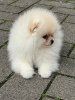 Photo №3. Pomeranian. Germany