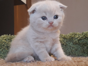 Photo №1. scottish fold - for sale in the city of St. Petersburg | 195$ | Announcement № 6126