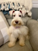 Photo №3. Schnauzer Miniature , 3 months old. United States