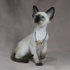 Photo №1. siamese cat - for sale in the city of Belfast | 264$ | Announcement № 124360