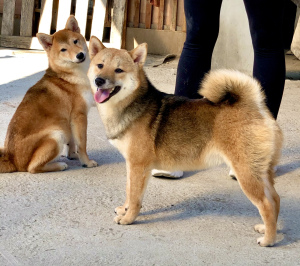 Photo №1. shiba inu - for sale in the city of Anapa | 390$ | Announcement № 4355