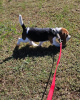 Photo №2 to announcement № 124719 for the sale of beagle - buy in Germany private announcement