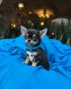 Photo №2 to announcement № 123077 for the sale of chihuahua - buy in Portugal breeder