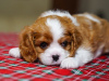 Photo №1. cavalier king charles spaniel - for sale in the city of Berlin | 1585$ | Announcement № 93587