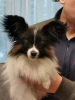 Photo №2 to announcement № 98316 for the sale of papillon dog - buy in Latvia breeder