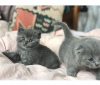 Photo №1. scottish fold - for sale in the city of Riyadh | 300$ | Announcement № 15572