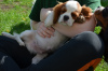 Additional photos: CAVALIER KING CHARLES SPANIEL male ZKWP / FCI