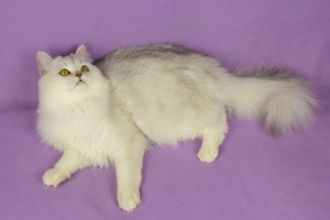 Additional photos: Scottish silver furry cat