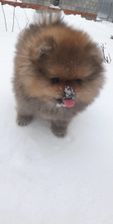 Photo №2 to announcement № 4896 for the sale of pomeranian - buy in Russian Federation private announcement