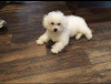 Photo №1. bichon frise - for sale in the city of Manzini | negotiated | Announcement № 42804