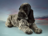 Photo №1. english cocker spaniel - for sale in the city of St. Petersburg | 586$ | Announcement № 41053