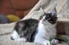 Photo №4. I will sell maine coon in the city of St. Petersburg. private announcement, from nursery, breeder - price - 605$