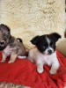 Photo №3. Chihuahua puppies for sale. Germany