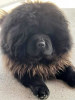 Additional photos: Chow Chow puppies