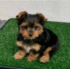 Photo №1. yorkshire terrier - for sale in the city of Split | Is free | Announcement № 91402