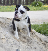 Photo №4. I will sell english bulldog in the city of Minsk. breeder - price - negotiated