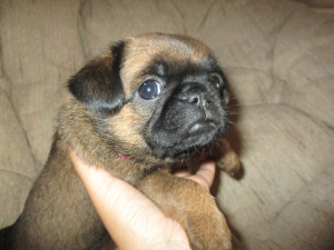 Photo №3. I offer to reserve puppies pti Brabancon.. Russian Federation