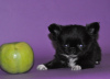 Photo №2 to announcement № 8435 for the sale of chihuahua - buy in Ukraine from nursery