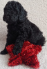 Photo №4. I will sell poodle (toy) in the city of Newport. private announcement - price - 406$