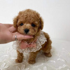 Photo №1. poodle (toy) - for sale in the city of Chorherrn | negotiated | Announcement № 91579