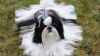 Additional photos: Purebred Shih Tzu puppies.