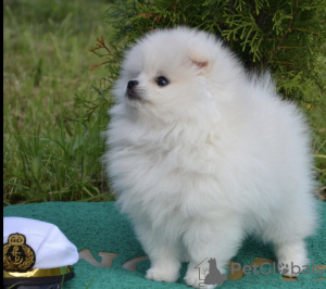 Photo №1. pomeranian - for sale in the city of Москва | negotiated | Announcement № 7464