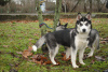 Photo №1. siberian husky - for sale in the city of Kherson | 243$ | Announcement № 9131